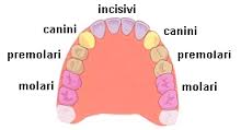 dentizione permanente.jpg